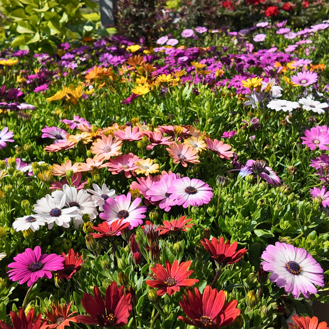 Benvinguda primavera: Una explosió de color al nostre Garden!